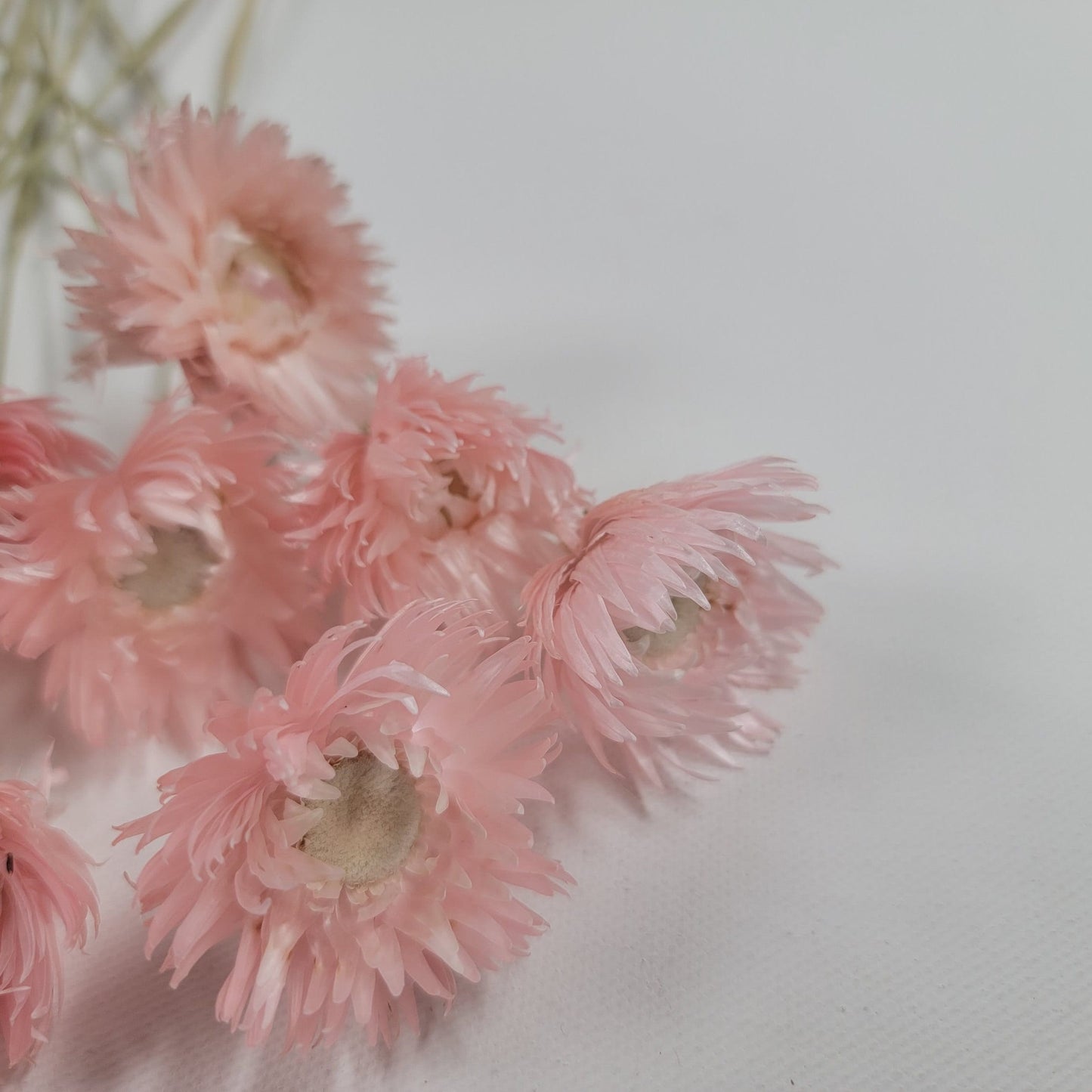 Light Pink Silver Daisy Dried Flowers: Wedding Home Decor (19-20" Tall)
