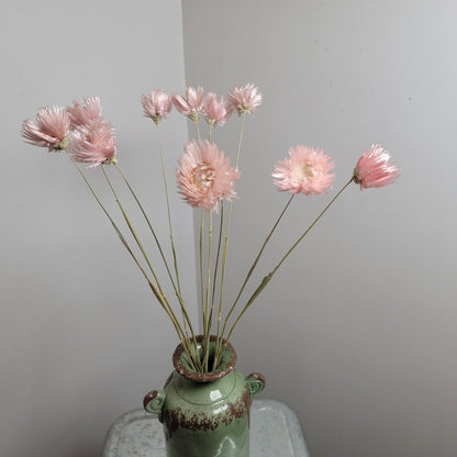 Light Pink Silver Daisy Dried Flowers: Wedding Home Decor (19-20" Tall)