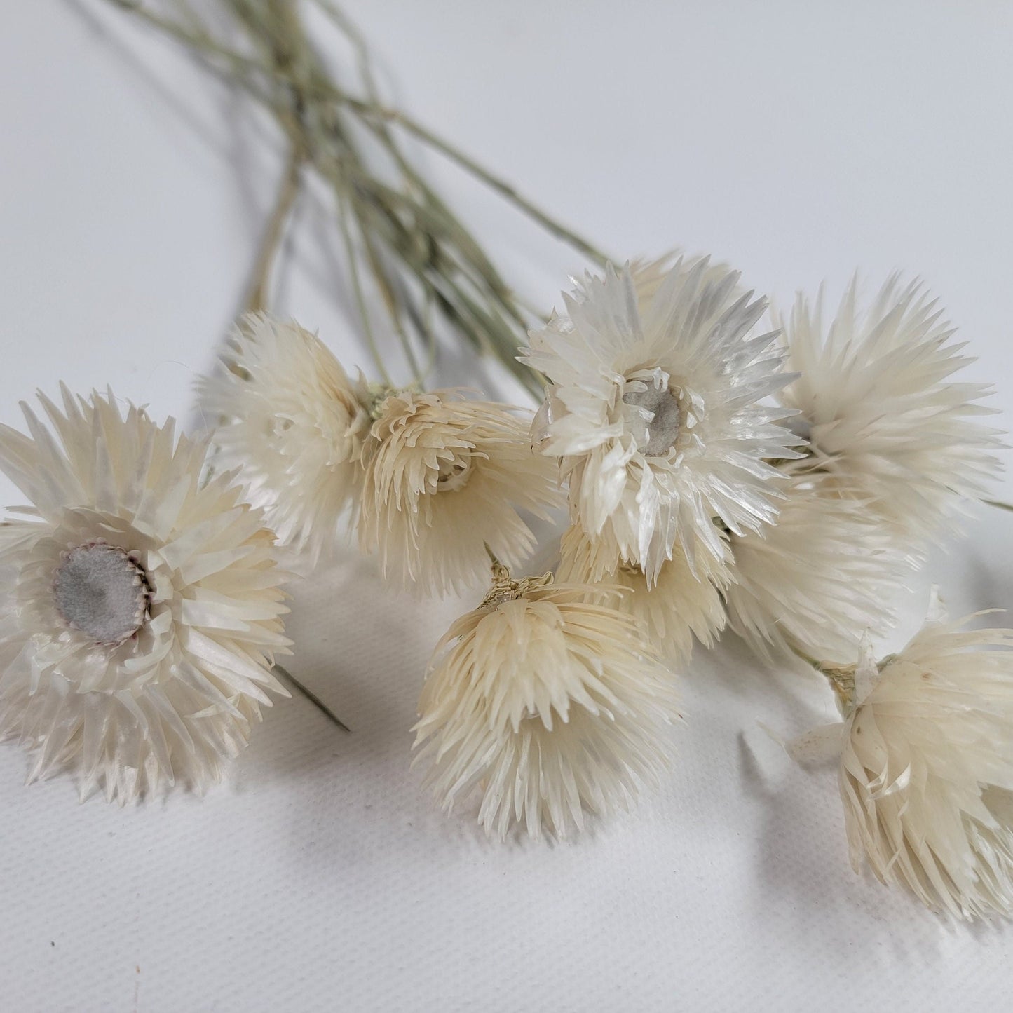 White Silver Daisy Dried Flowers: Home & Wedding Decor (19-20" Tall)