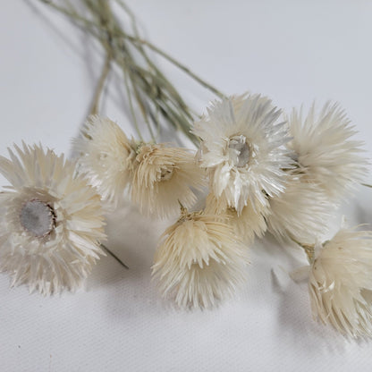 White Silver Daisy Dried Flowers: Home & Wedding Decor (19-20" Tall)