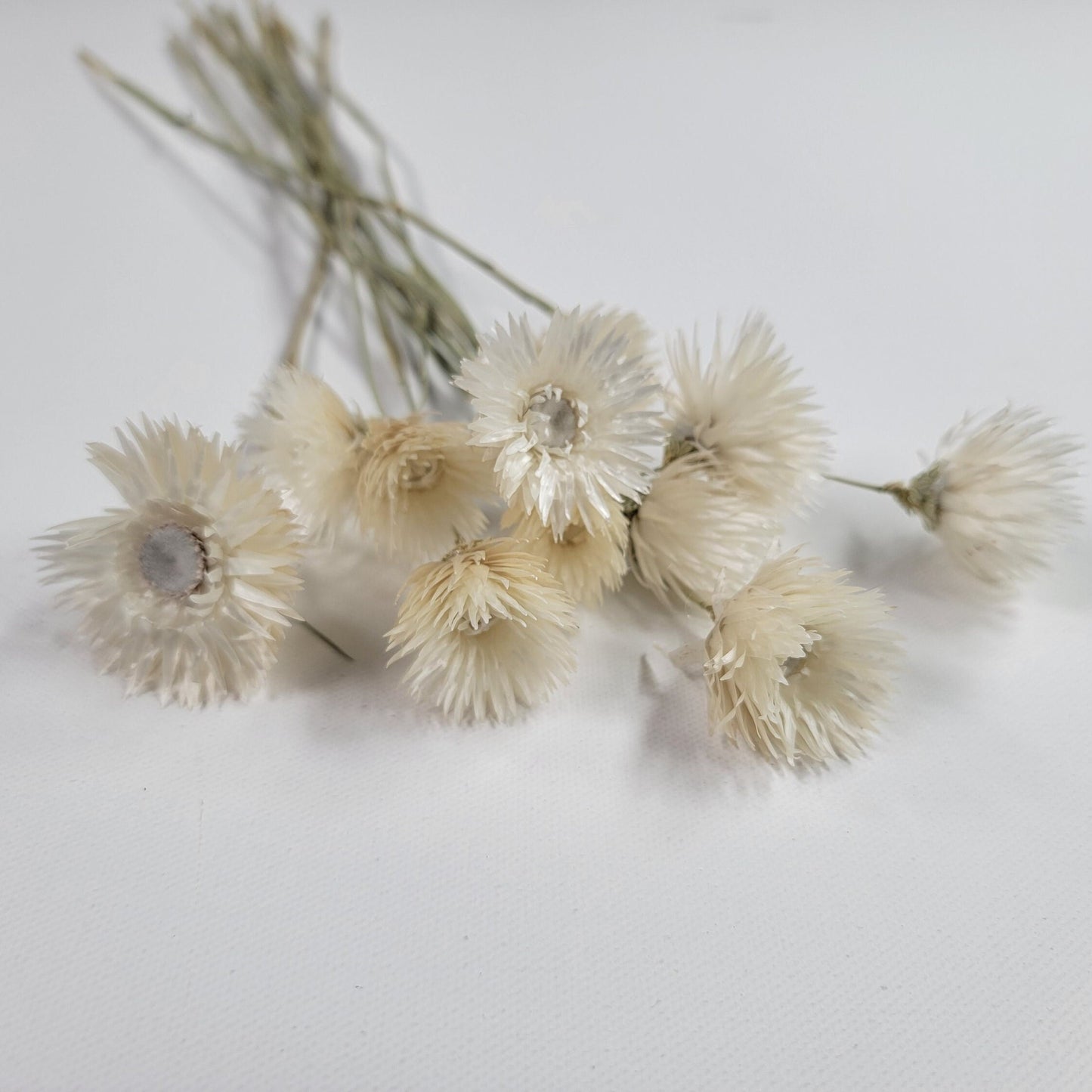 White Silver Daisy Dried Flowers: Home & Wedding Decor (19-20" Tall)