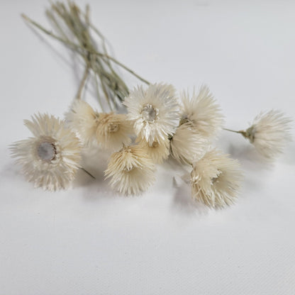 White Silver Daisy Dried Flowers: Home & Wedding Decor (19-20" Tall)