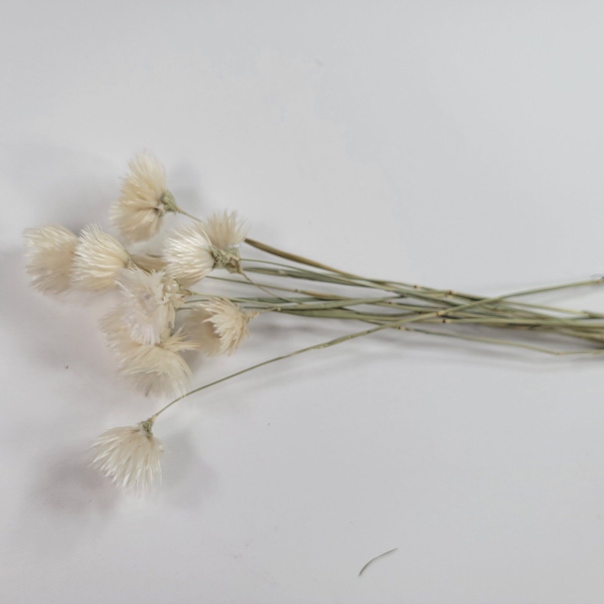 White Silver Daisy Dried Flowers: Home & Wedding Decor (19-20" Tall)