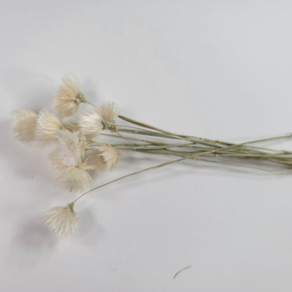 White Silver Daisy Dried Flowers: Home & Wedding Decor (19-20" Tall)