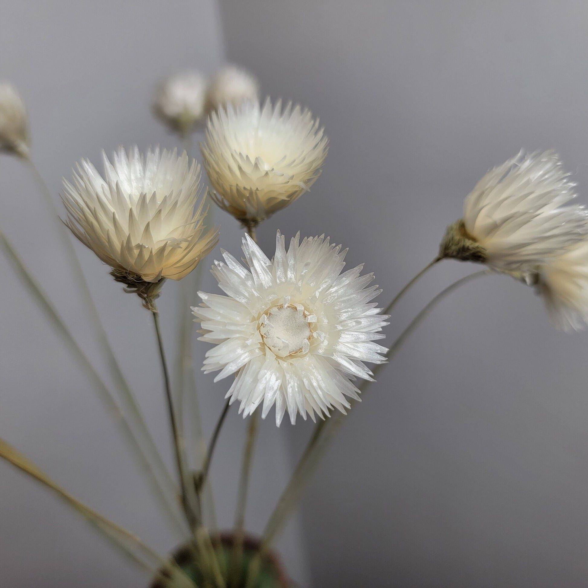 White Silver Daisy Dried Flowers: Home & Wedding Decor (19-20" Tall)