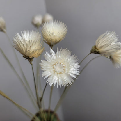 White Silver Daisy Dried Flowers: Home & Wedding Decor (19-20" Tall)