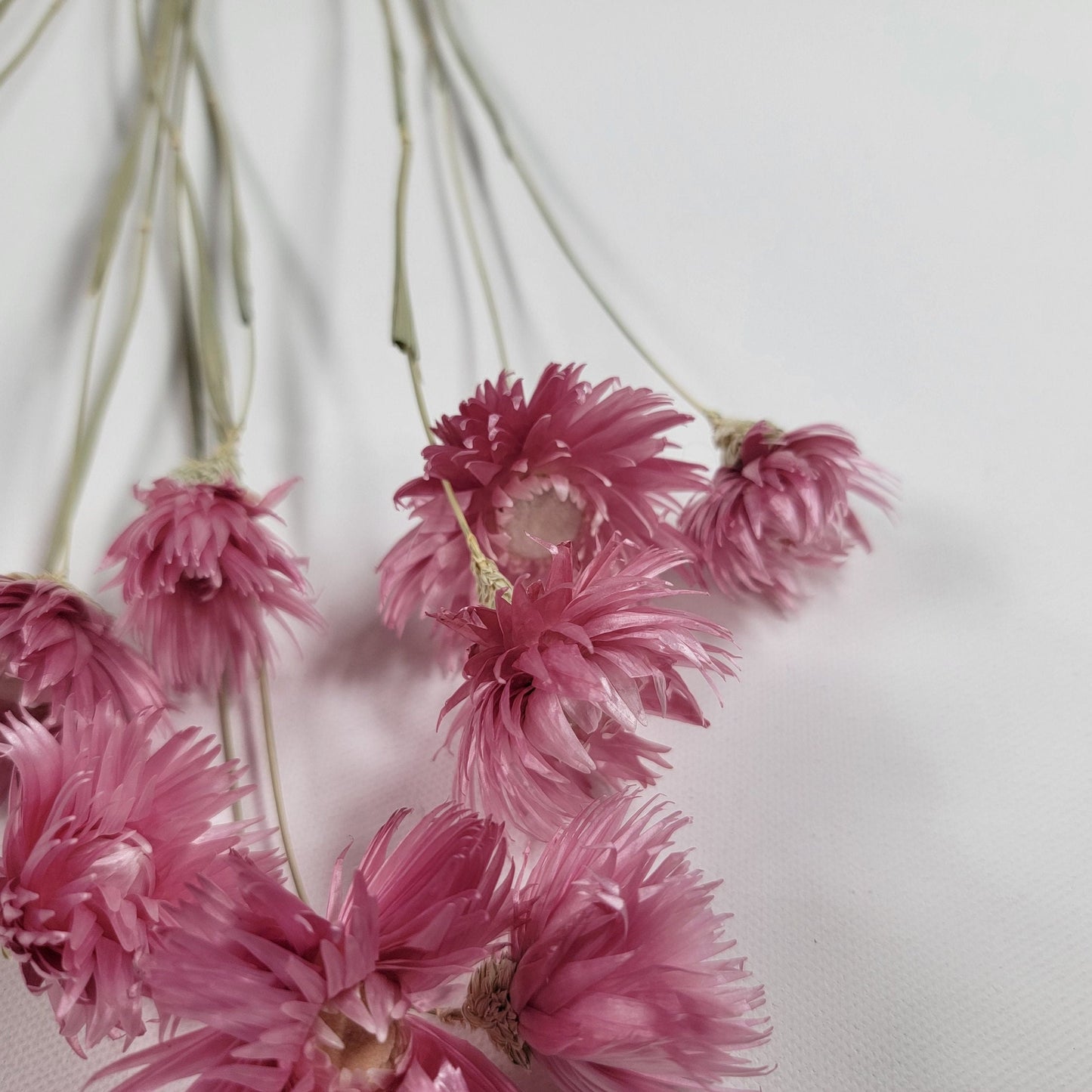 Pink Dried Silver Daisy Bush: Wedding Floral Supply (19-20" Tall)