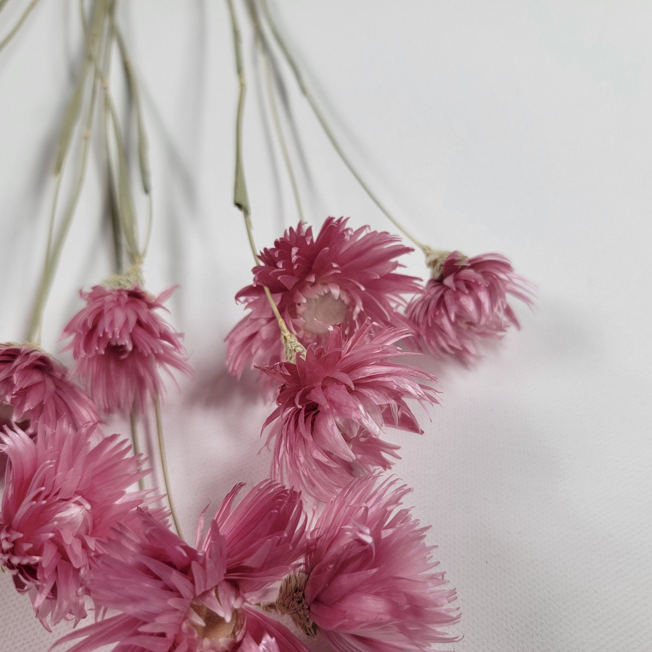 Pink Dried Silver Daisy Bush: Wedding Floral Supply (19-20" Tall)
