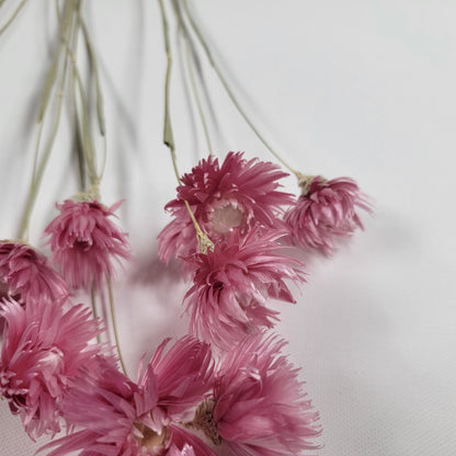 Pink Dried Silver Daisy Bush: Wedding Floral Supply (19-20" Tall)