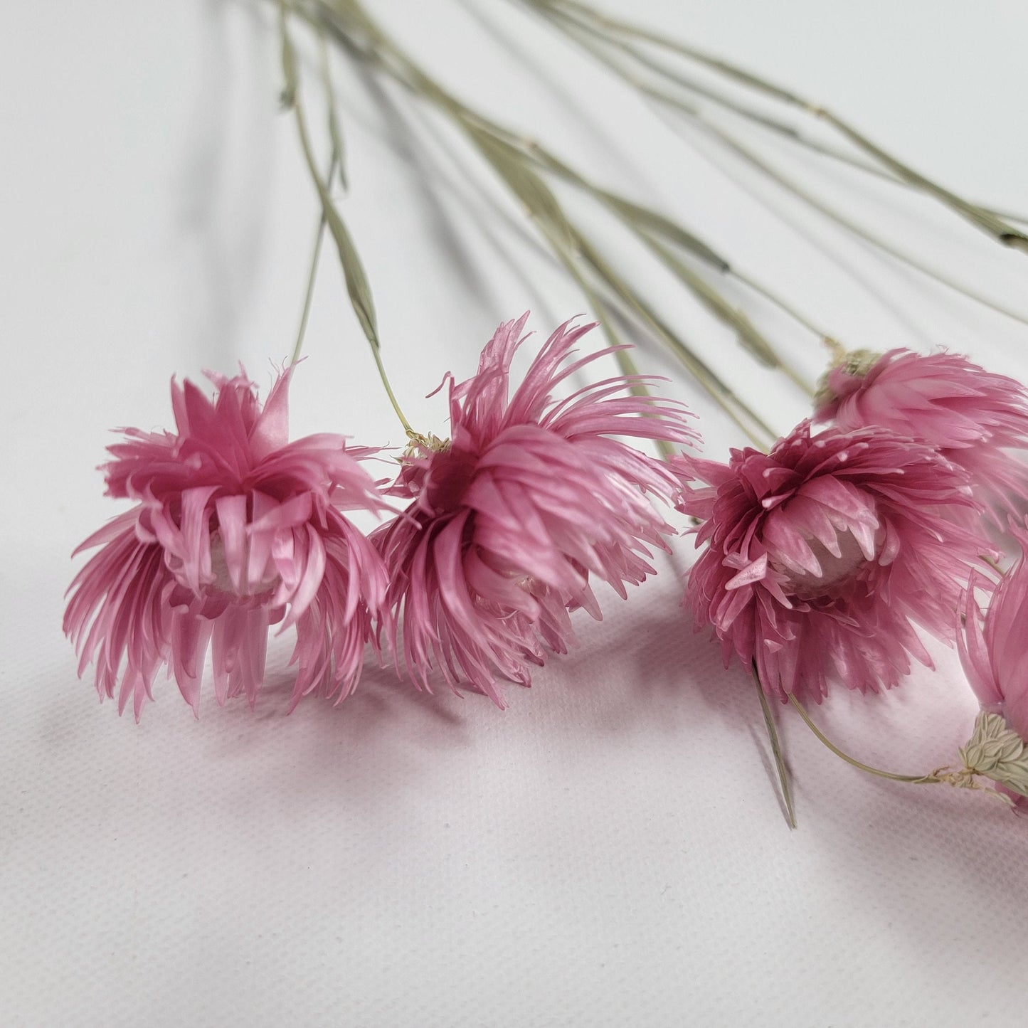 Pink Dried Silver Daisy Bush: Wedding Floral Supply (19-20" Tall)