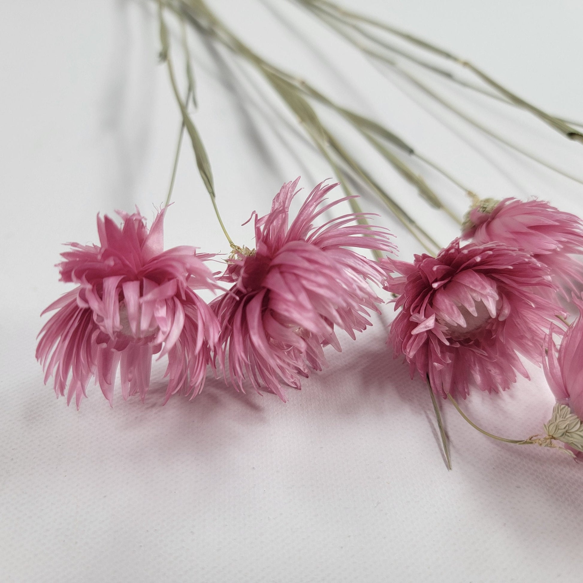 Pink Dried Silver Daisy Bush: Wedding Floral Supply (19-20" Tall)