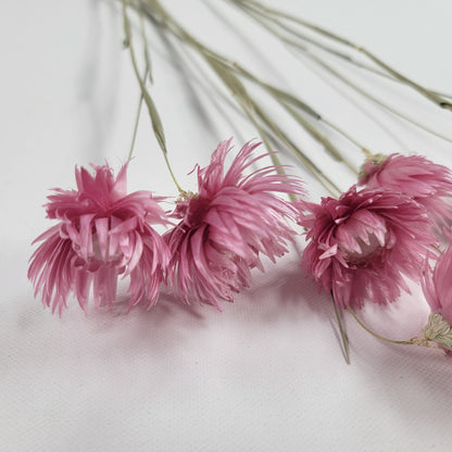 Pink Dried Silver Daisy Bush: Wedding Floral Supply (19-20" Tall)