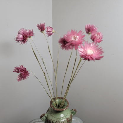 Pink Dried Silver Daisy Bush: Wedding Floral Supply (19-20" Tall)