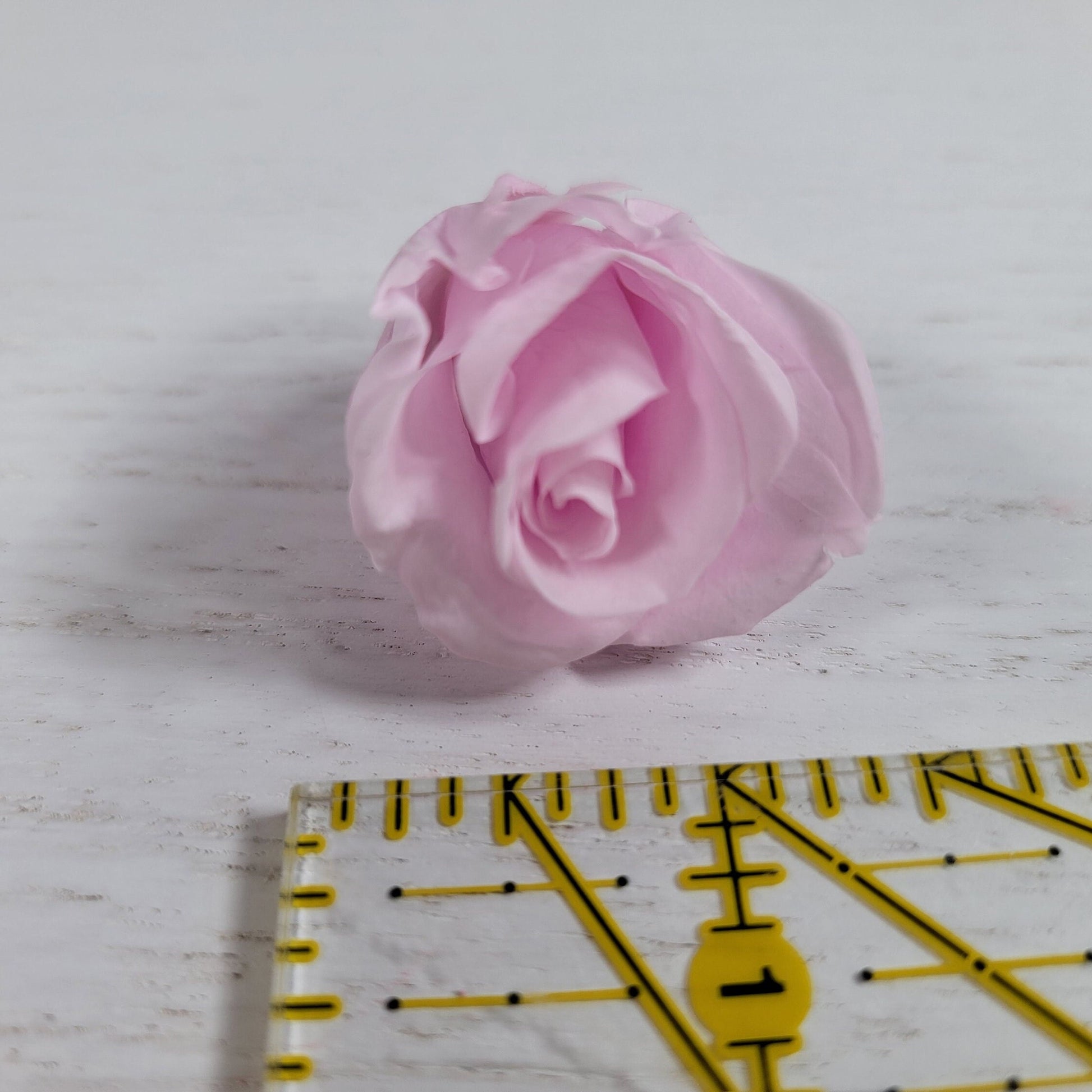 Preserved Roses - Natural Light Pink - For Prom, Christmas, Wedding - Dried Roses For Bouquet - Eternity Roses - Forever Roses - 21 Pack,
