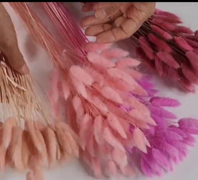 Pink Dried Bunny Tail Grass Stems: Boho Wedding Decor (60 stems, 19" long)