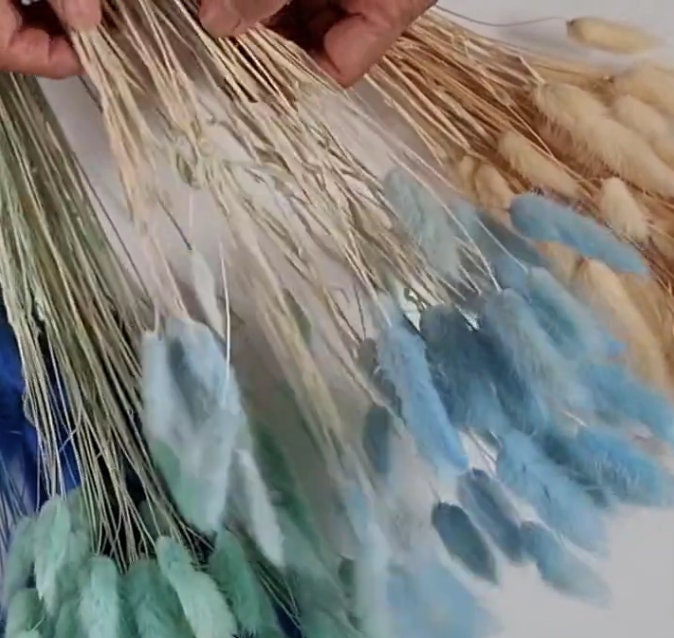 60 Stems Blue Dried Bunny Tail Grass: Boho Wedding Decor