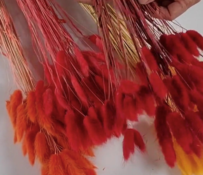 60 Red Dried Bunny Tail Grass Stems: Boho Wedding Decor
