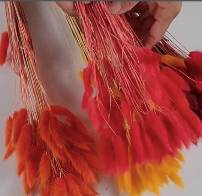 60 Red Dried Bunny Tail Grass Stems: Boho Wedding Decor