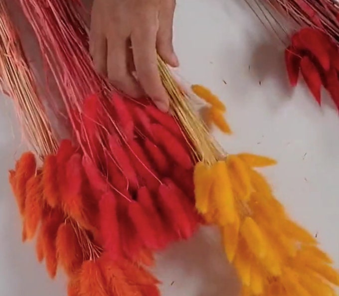 60 Red Dried Bunny Tail Grass Stems: Boho Wedding Decor