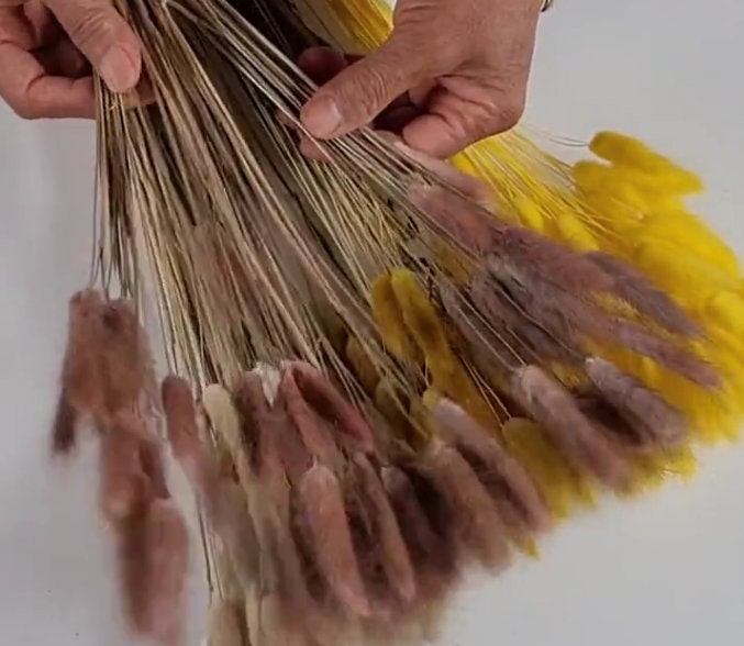 60 Stems Yellow Dried Bunny Tail Grass: Boho Wedding Decor