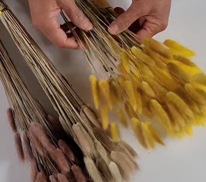 60 Stems Yellow Dried Bunny Tail Grass: Boho Wedding Decor