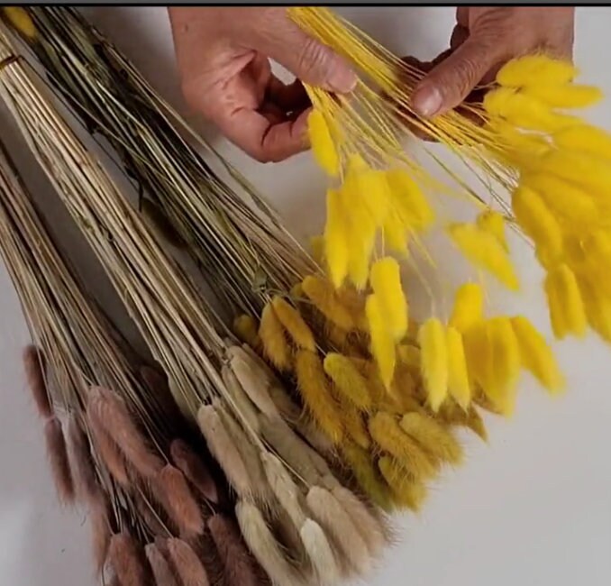 60 Stems Yellow Dried Bunny Tail Grass: Boho Wedding Decor
