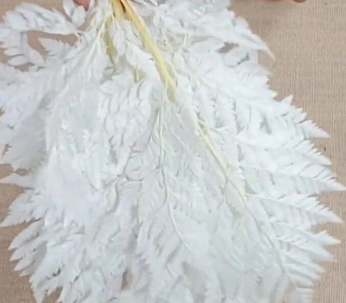 Bleached Leather Leaf Fern: 10 Stems Preserved White Floral Decor