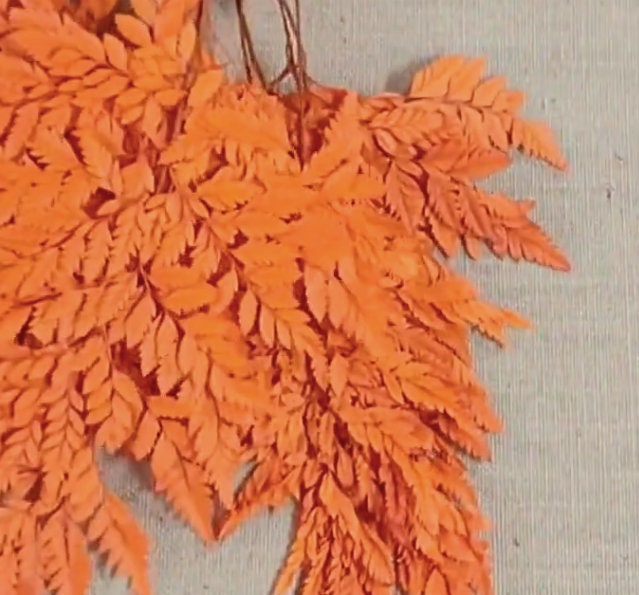 Preserved Fern, orange Leather Leaf, 10 Stems Preserved Soft and Whispy Wedding Ferns-Tree Fern - Orange Ferns-Floral Décor