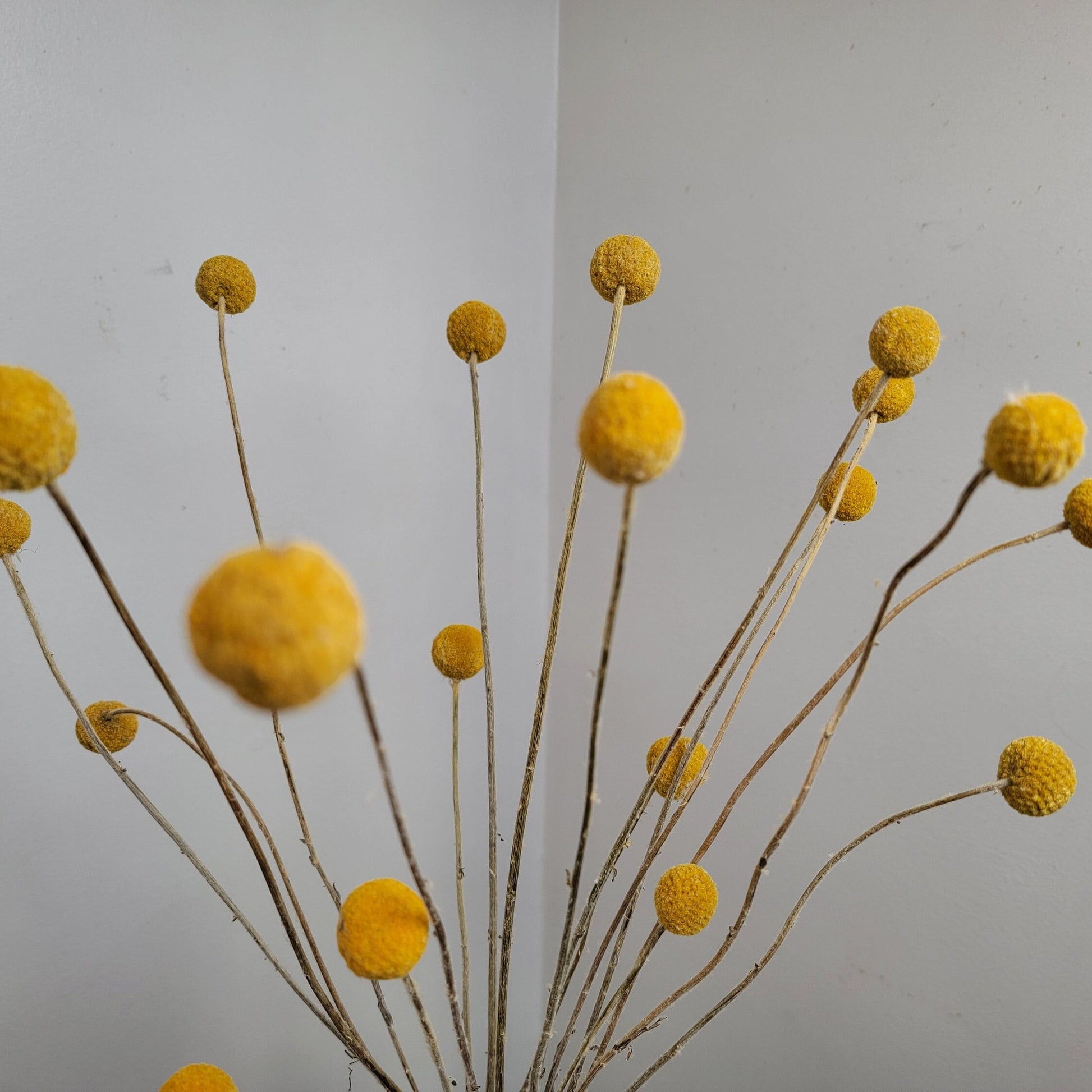 Yellow Craspedia Bundle: 20 Dried Billy Buttons, DIY Wedding Flowers