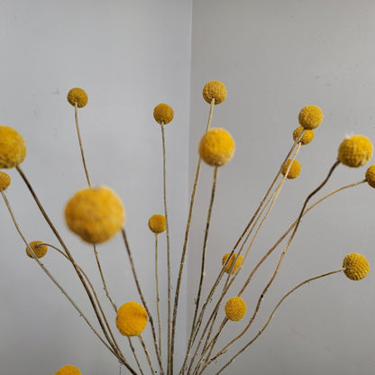 Yellow Craspedia Bundle: 20 Dried Billy Buttons, DIY Wedding Flowers