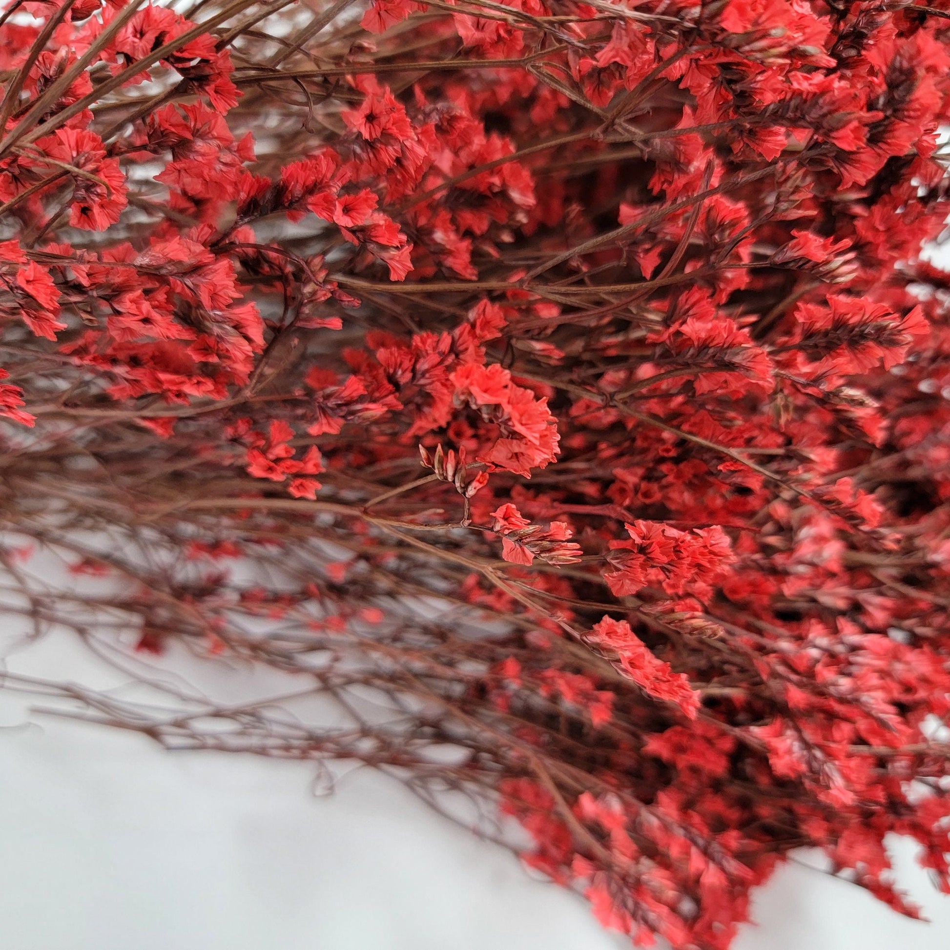Red Preserved German Statice: Dried Limonium Flowers, DIY Floral Arrangement