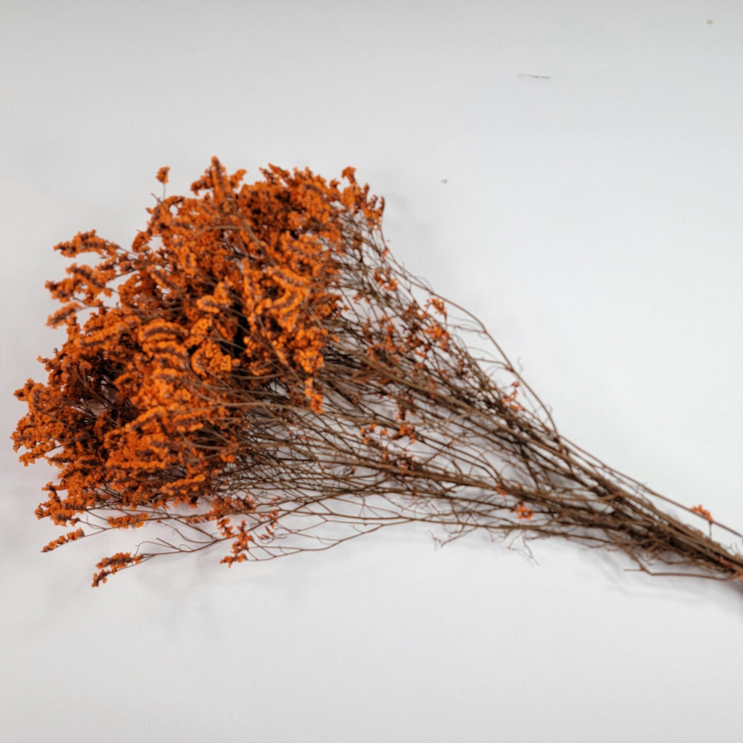 Orange Preserved German Statice: Dried Limonium Flowers (19-20" Tall)