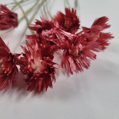 Dark Pink Silver Daisy Bush: Dried Floral Arrangement, 19-20" Tall