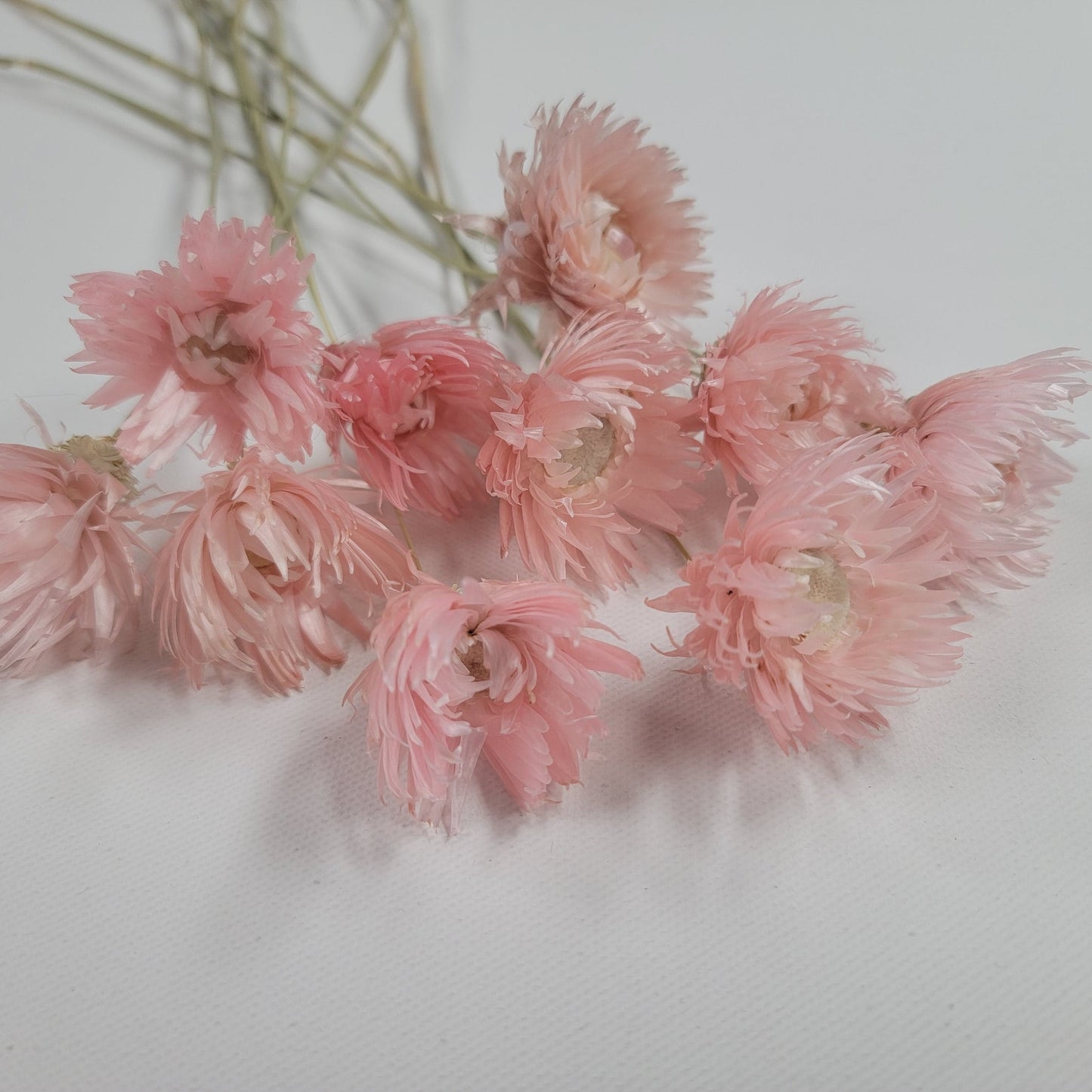 Light Pink Silver Daisy Dried Flowers: Wedding Home Decor (19-20" Tall)