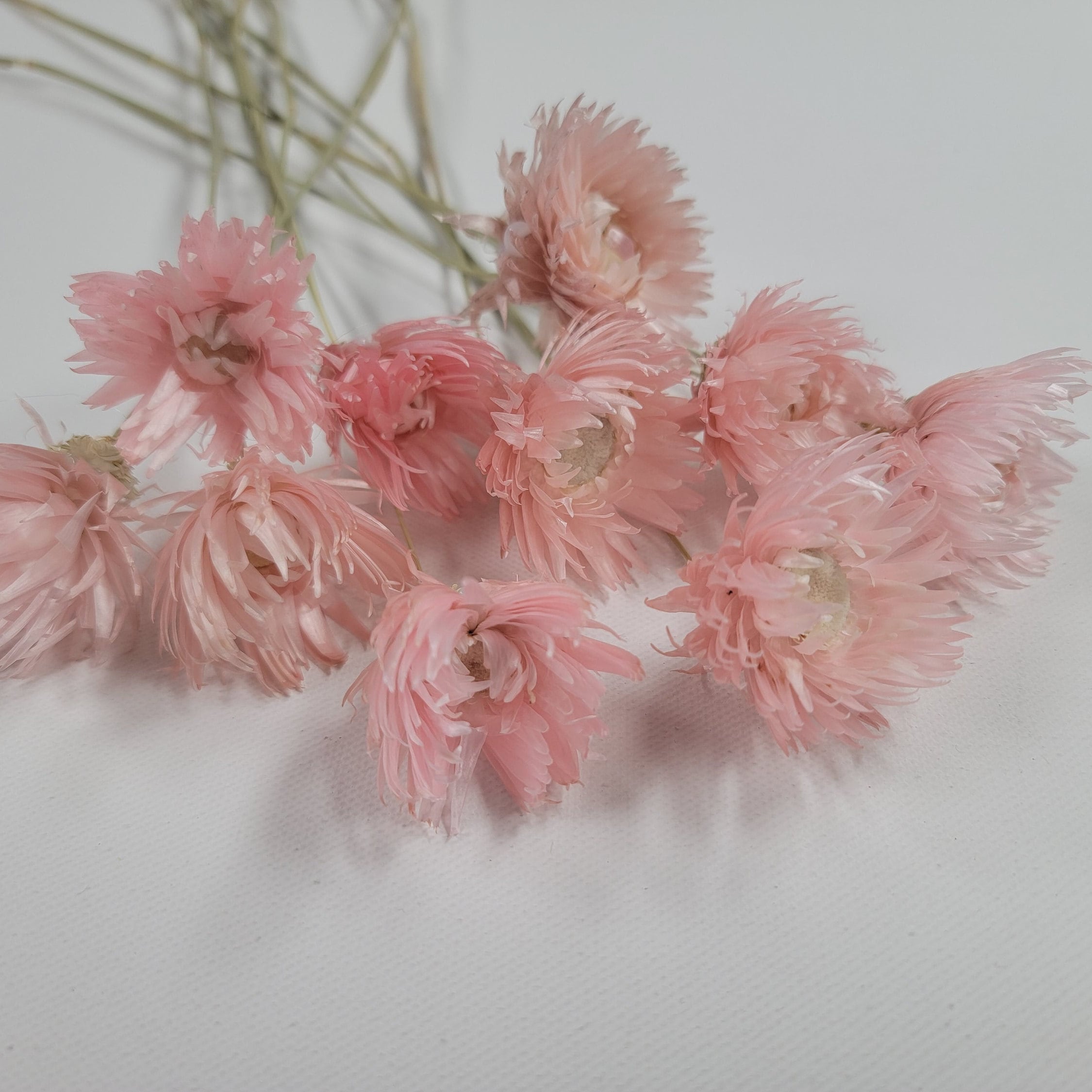 Light Pink Silver Daisy Dried Flowers: Wedding Home Decor (19-20" Tall)