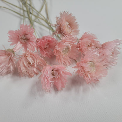 Light Pink Silver Daisy Dried Flowers: Wedding Home Decor (19-20" Tall)