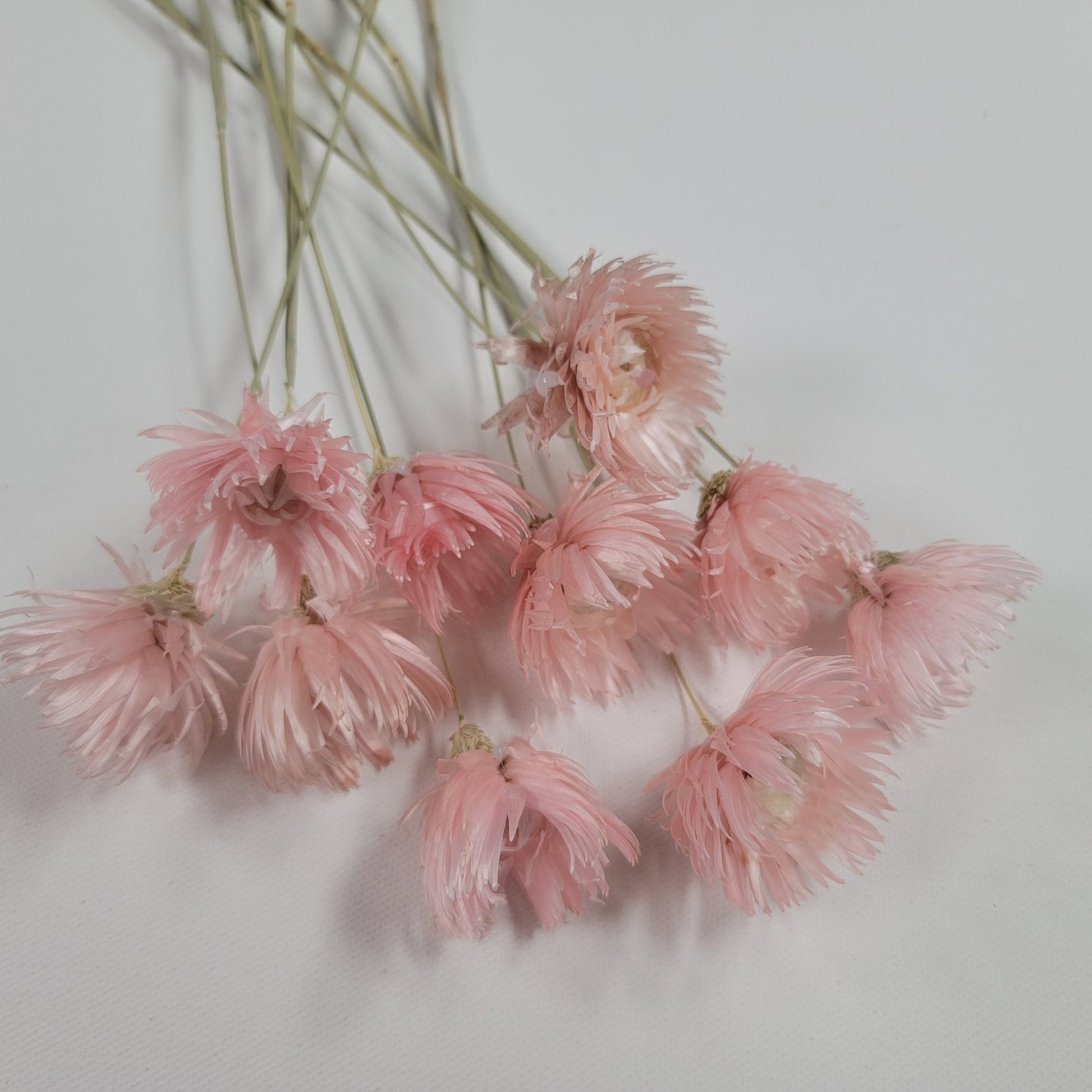 Light Pink Silver Daisy Dried Flowers: Wedding Home Decor (19-20" Tall)