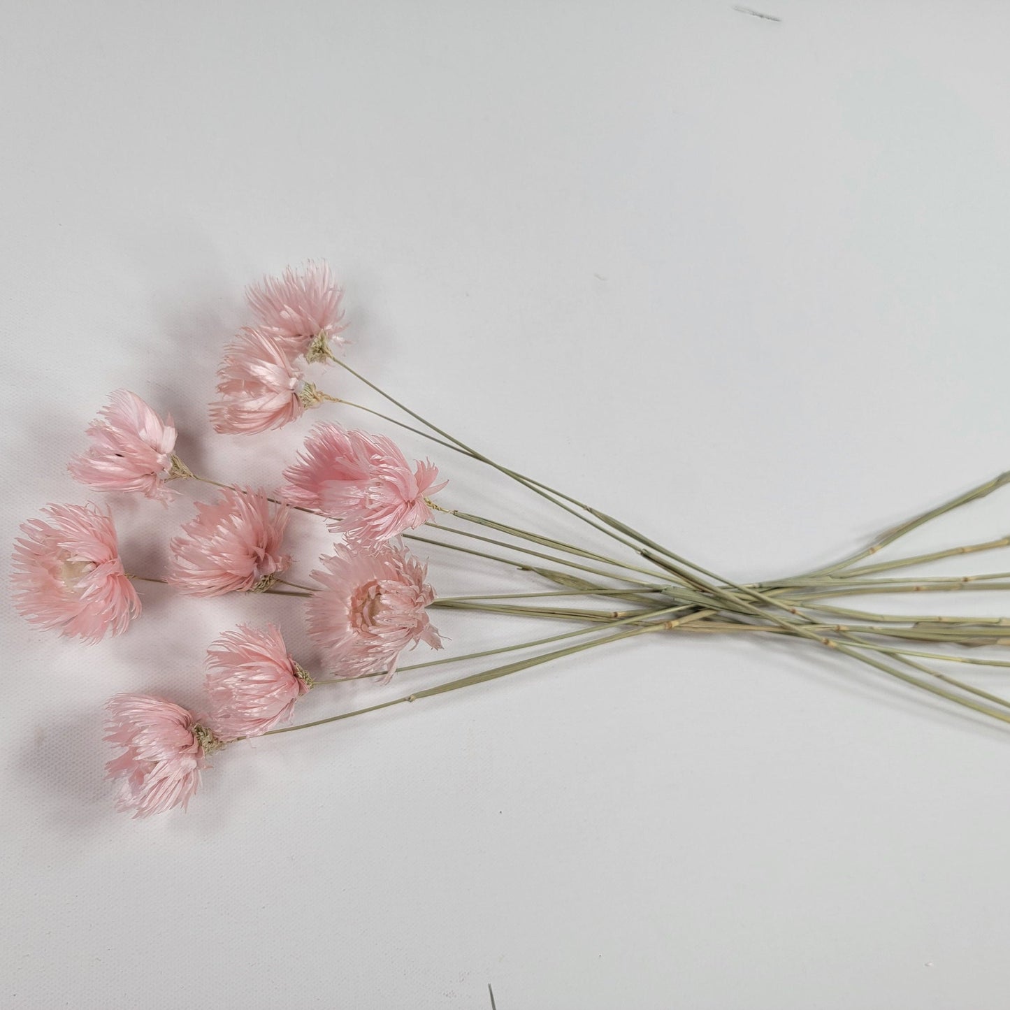 Light Pink Silver Daisy Dried Flowers: Wedding Home Decor (19-20" Tall)