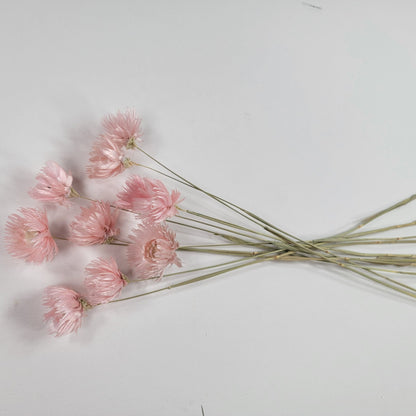 Light Pink Silver Daisy Dried Flowers: Wedding Home Decor (19-20" Tall)