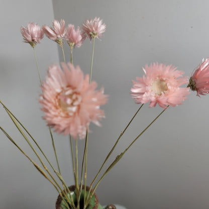 Light Pink Silver Daisy Dried Flowers: Wedding Home Decor (19-20" Tall)