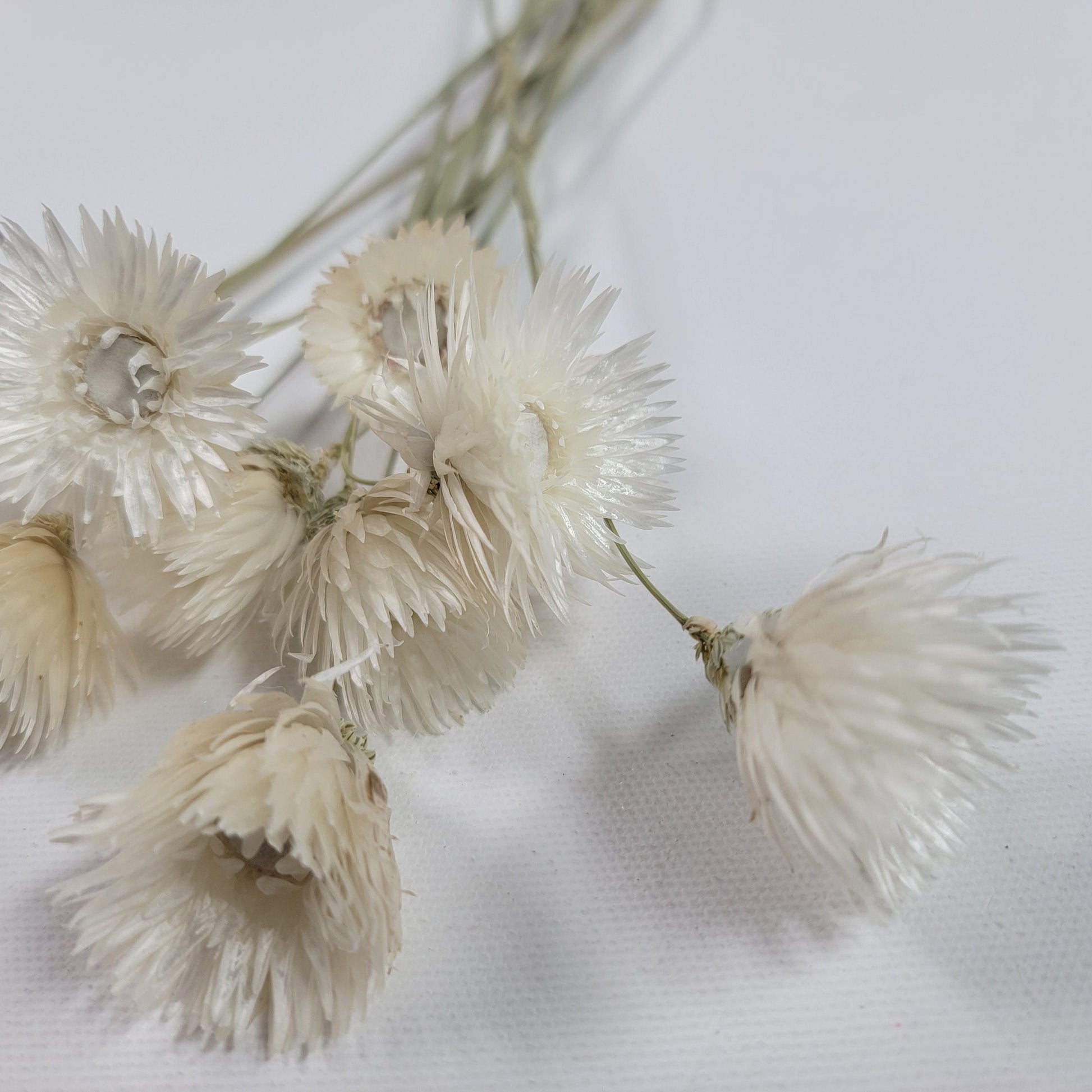 White Silver Daisy Dried Flowers: Home & Wedding Decor (19-20" Tall)
