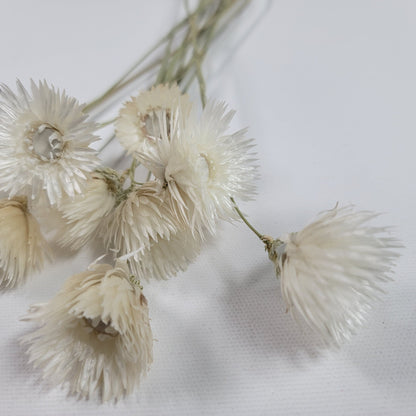 White Silver Daisy Dried Flowers: Home & Wedding Decor (19-20" Tall)