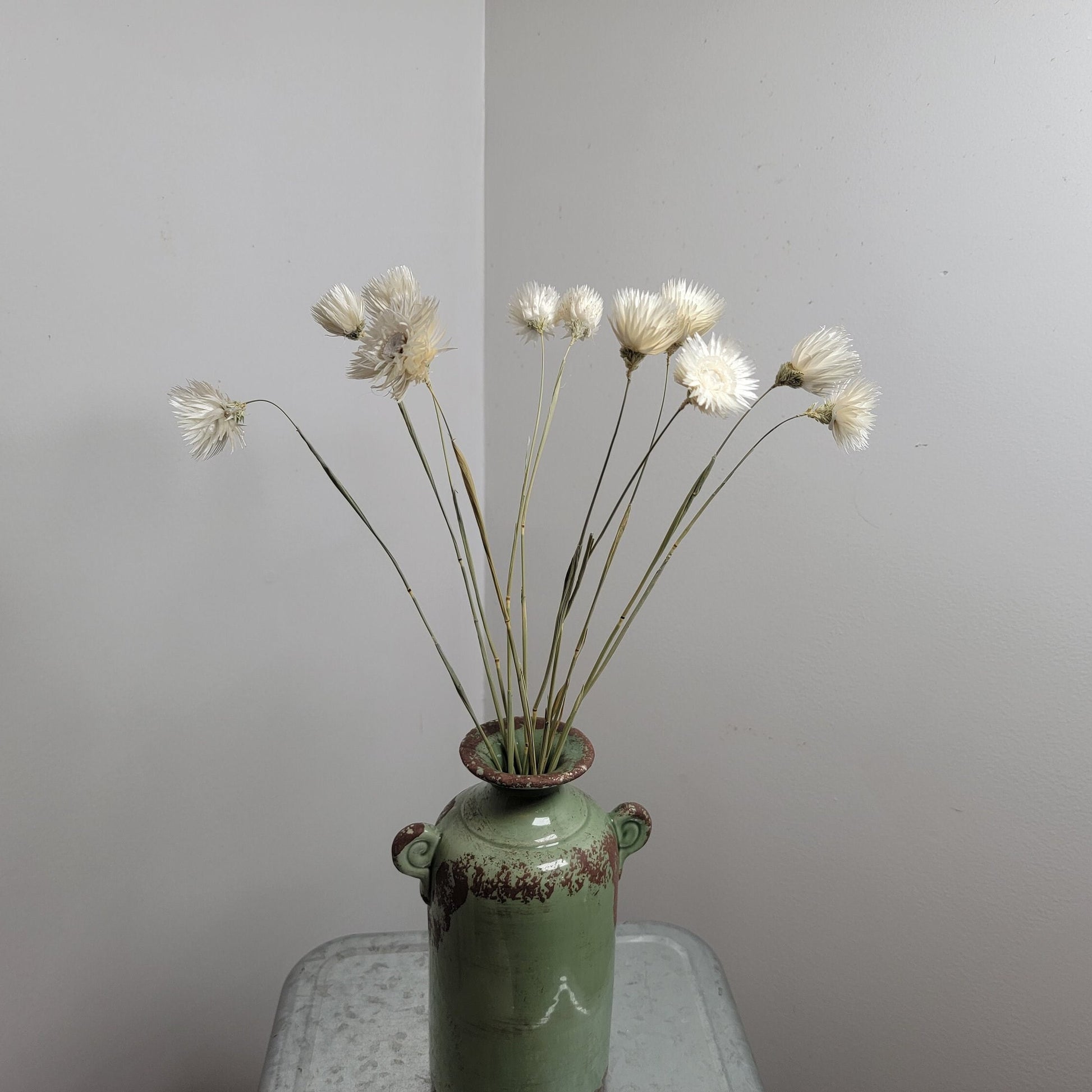 White Silver Daisy Dried Flowers: Home & Wedding Decor (19-20" Tall)