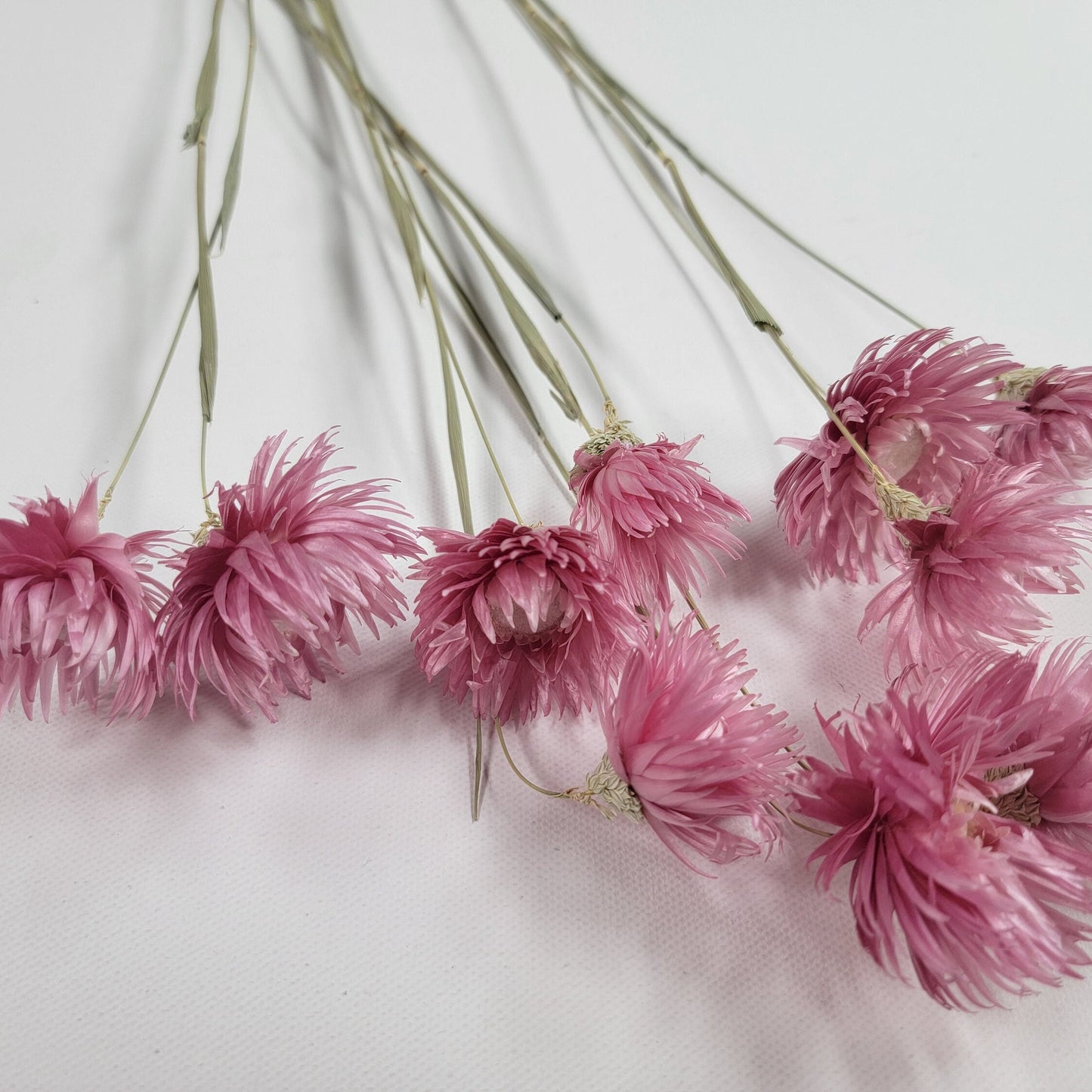 Pink Dried Silver Daisy Bush: Wedding Floral Supply (19-20" Tall)
