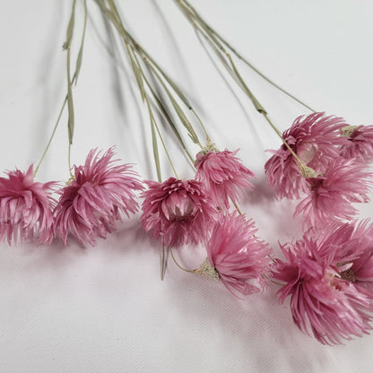 Pink Dried Silver Daisy Bush: Wedding Floral Supply (19-20" Tall)