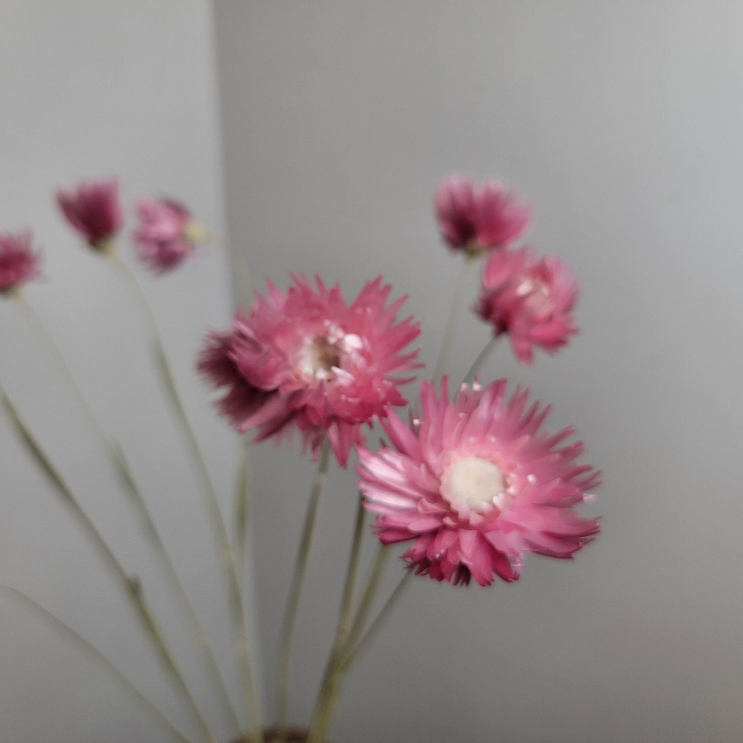Pink Dried Silver Daisy Bush: Wedding Floral Supply (19-20" Tall)