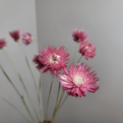 Pink Dried Silver Daisy Bush: Wedding Floral Supply (19-20" Tall)