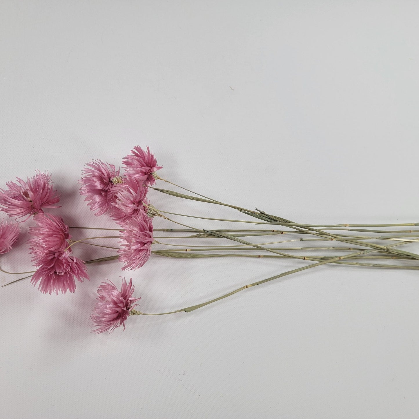 Pink Dried Silver Daisy Bush: Wedding Floral Supply (19-20" Tall)