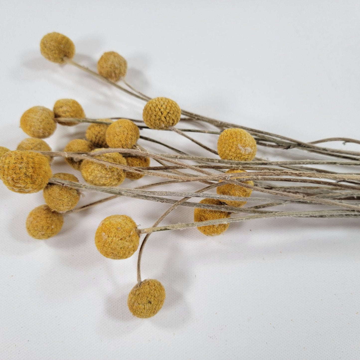 Yellow Craspedia Bundle: 20 Dried Billy Buttons, DIY Wedding Flowers