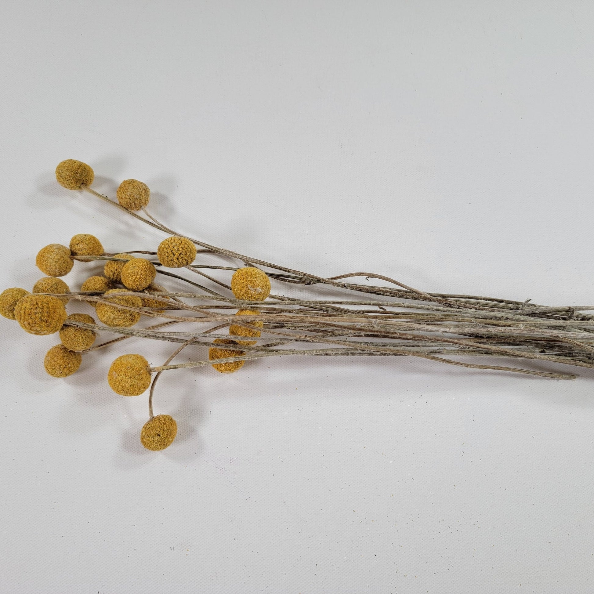 Yellow Craspedia Bundle: 20 Dried Billy Buttons, DIY Wedding Flowers